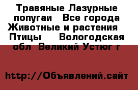 Травяные Лазурные попугаи - Все города Животные и растения » Птицы   . Вологодская обл.,Великий Устюг г.